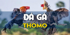Đá gà Thomo SV88
